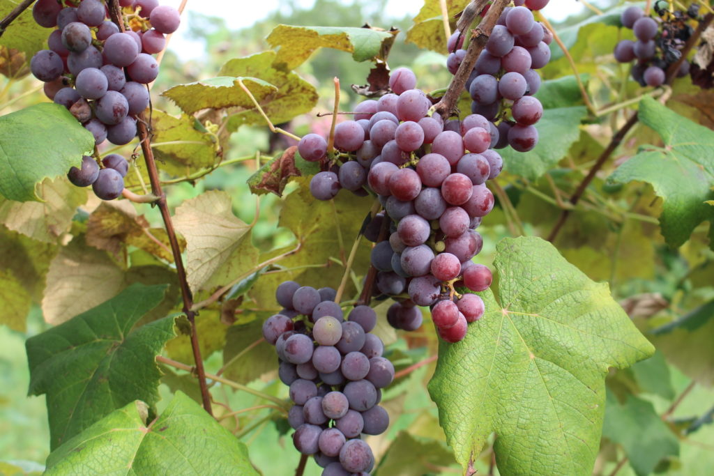 Pink Catawba grape clusters on the vine