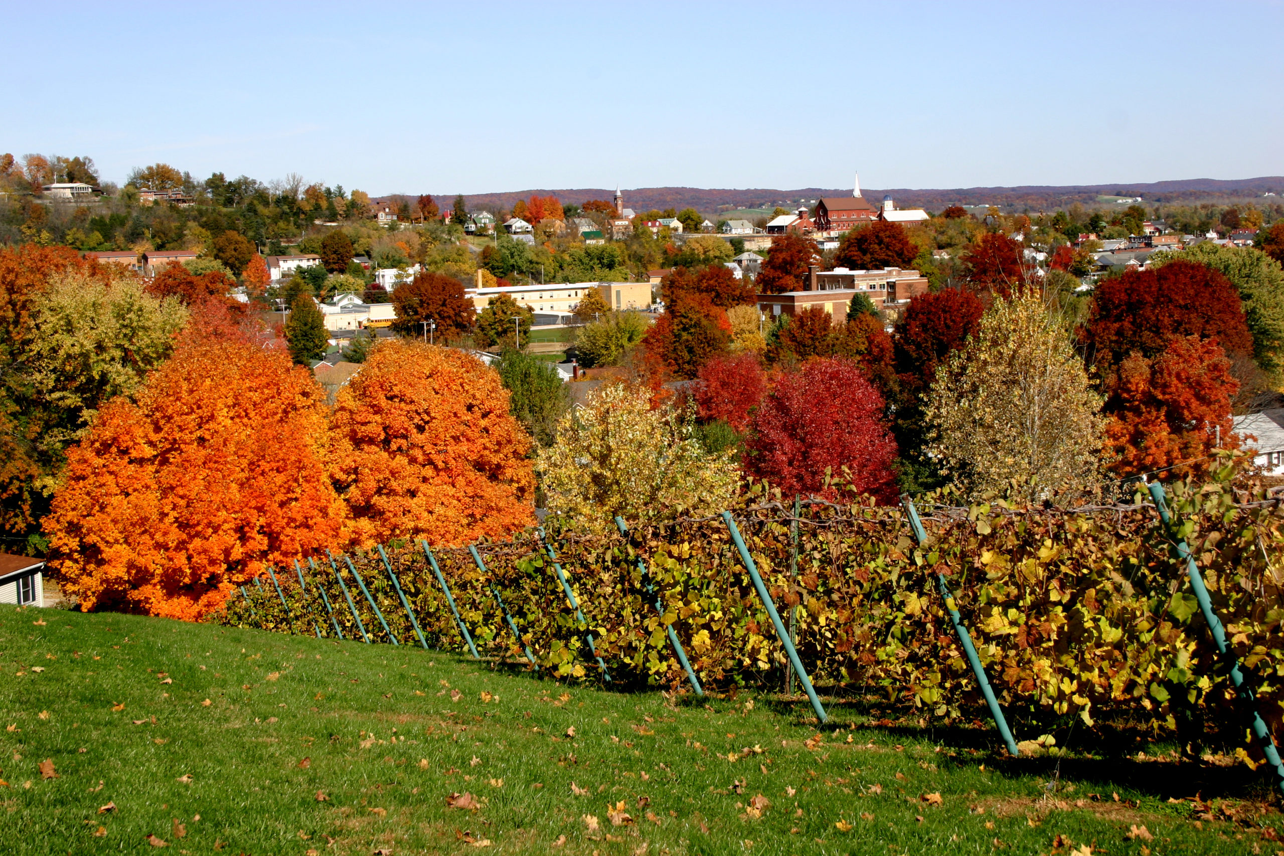 Fall leaves on the winery hillside of Stone Hill in Hermann, Missouri