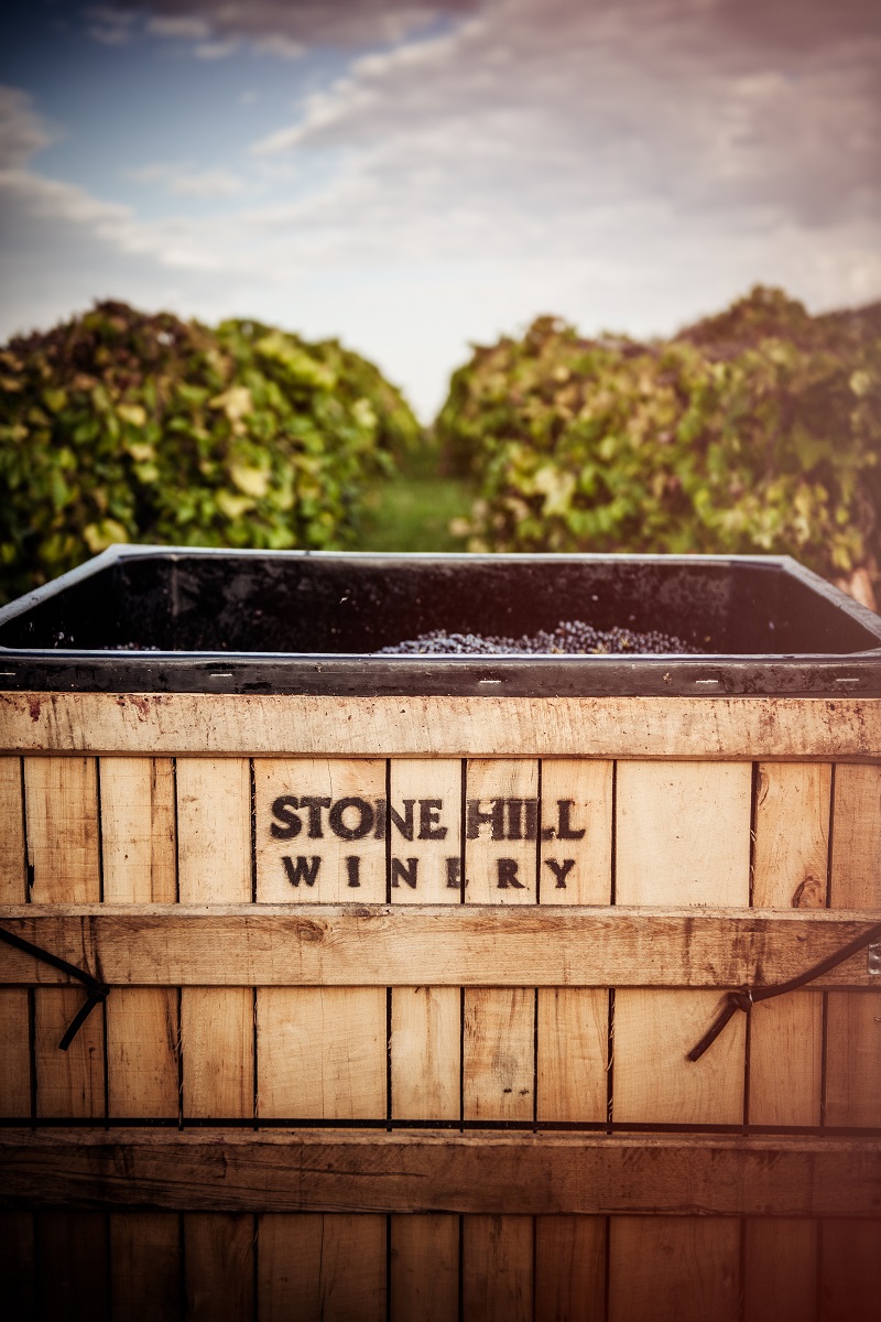 Stone Hill Winery harvest grape bin