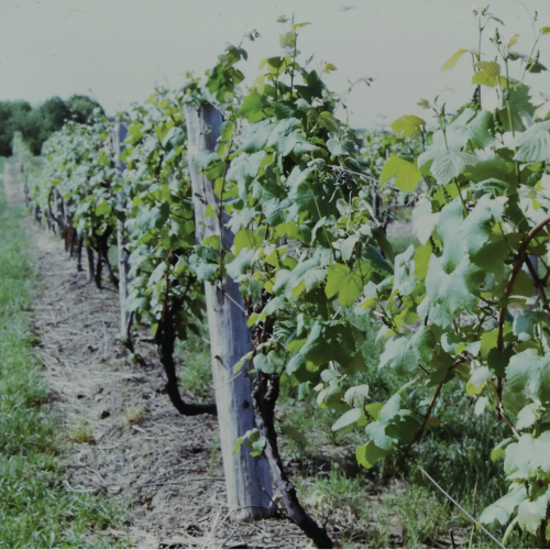 Grape Vineyards at Stone Hill Winery