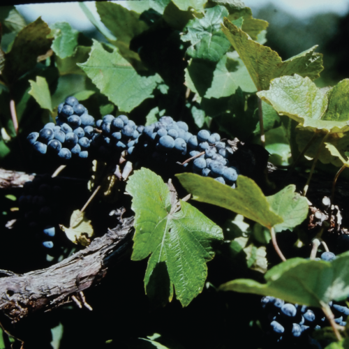 stone hill winery provides virgina norton grapes