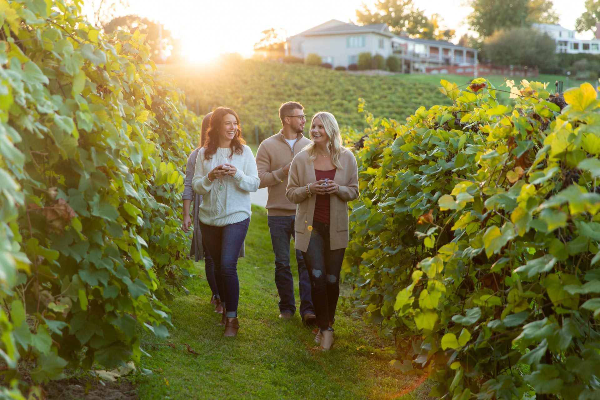 Four friends with glasses of wine laughing as they walk between rows of vines at sunset