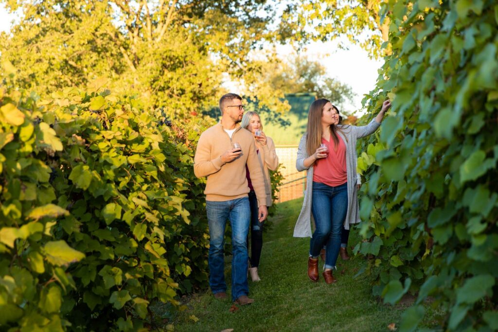 Three friends with glasses of wine walking between rows of vines in golden evening light